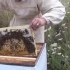 Kako napraviti slojeve pčela u kolovozu